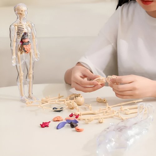 Anatomiczny model ludzkiego ciała FLESHTOPIA