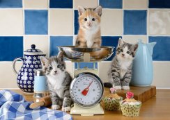 Puzzle Cats in the kitchen 500 pieces - SCHMIDT