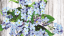 Forget-me-not in a tin - seeds for overgrown love