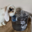 Water fountain for pets 2000ml