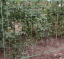 Garden net for climbing plants 2 x 20 m