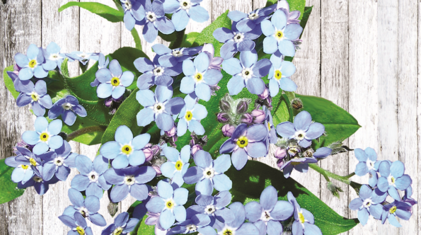 Forget-me-not in a tin - seeds for overgrown love