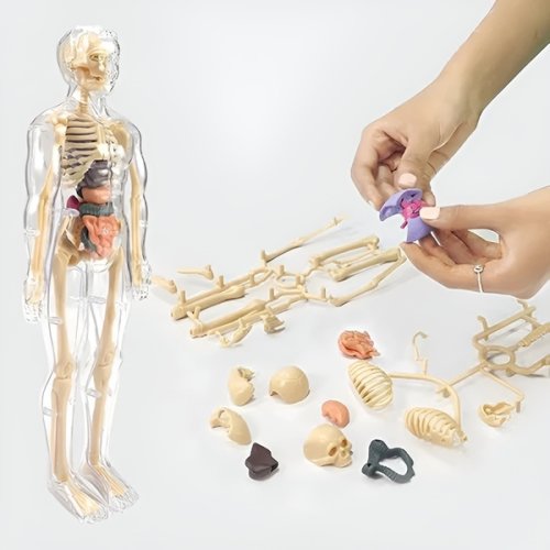Anatomiczny model ludzkiego ciała FLESHTOPIA