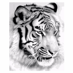 Maľba podľa čísel 30x40 cm - Tiger