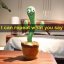Interaktívny tancujúci kaktus