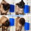 Massage brush for cats