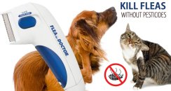doctor flea kill fleas without pesticides doctor flea kill fleas without pesticides