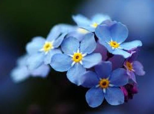 Forget-me-not in a tin - seeds for overgrown love