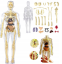 Anatomiczny model ludzkiego ciała FLESHTOPIA