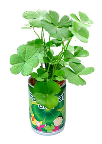 Four-leaf clover in a can