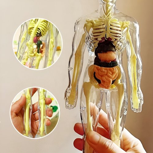 Anatomiczny model ludzkiego ciała FLESHTOPIA