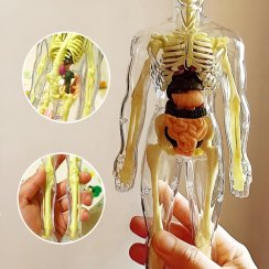 Anatomický model lidského těla FLESHTOPIA