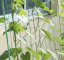 Garden net for climbing plants 2 x 20 m