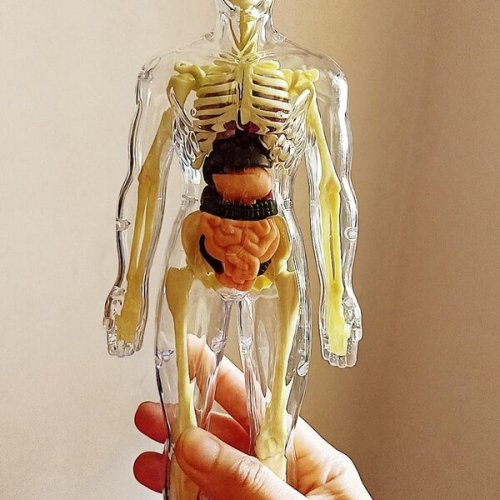 Anatomiczny model ludzkiego ciała FLESHTOPIA